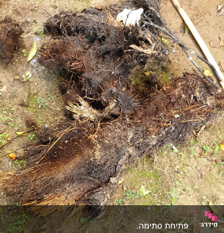 שורשים על הקרקע ליד צינור